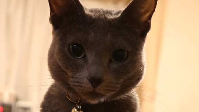 スーパーにゃんこの日