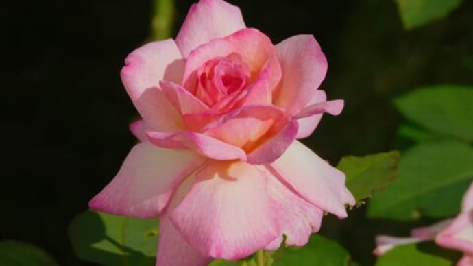 菜花、レタスの種まき