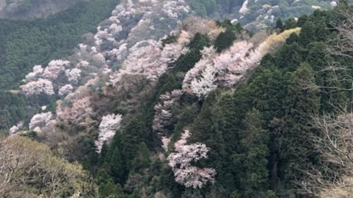 霊山の山桜