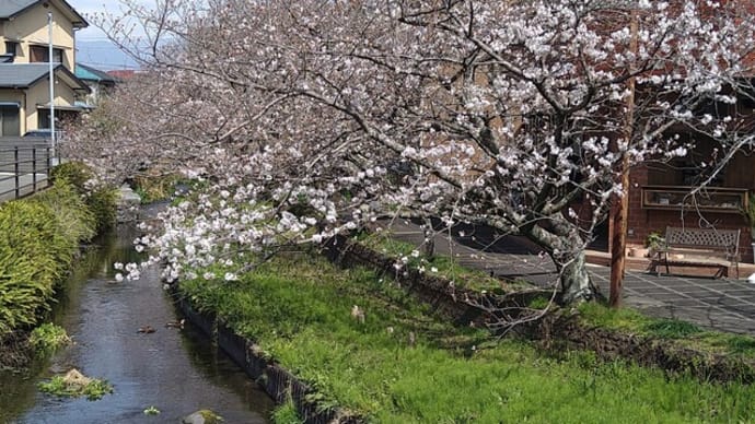 源兵衛川の桜
