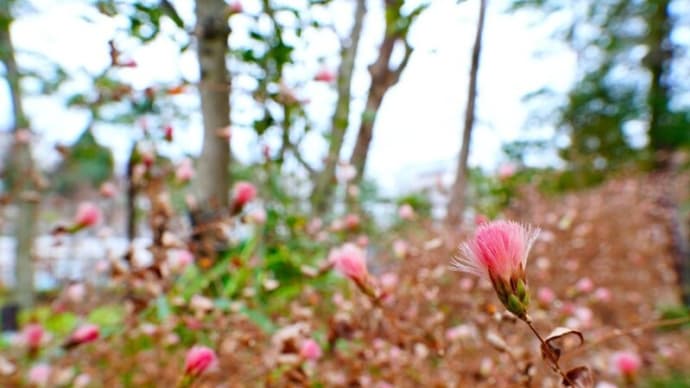 コウヤボウキの綿毛と春の花の蕾(板橋区立赤塚植物園 2024.1.28撮影)