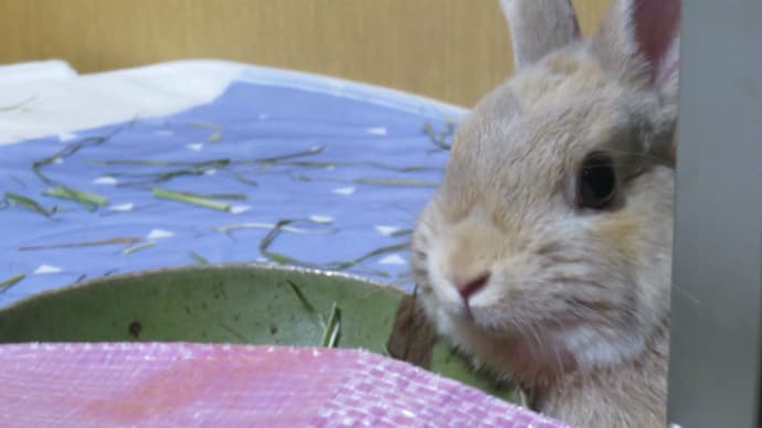 うさぎ学長!わちゃまる君!(その181)隠しごはん、わちゃまる君