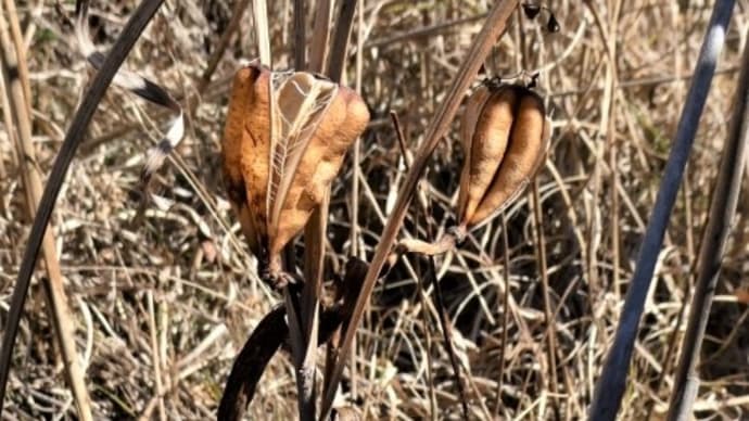 翼をつけた種 ~ ヤマユリ、オオバギボウシ、サラシナショウマ