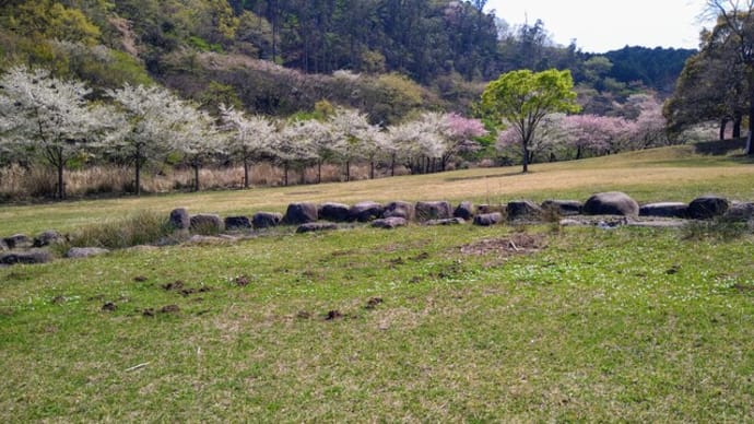 ムラサキサギゴケとシロバナサギゴケ〜そしてヘビイチゴ