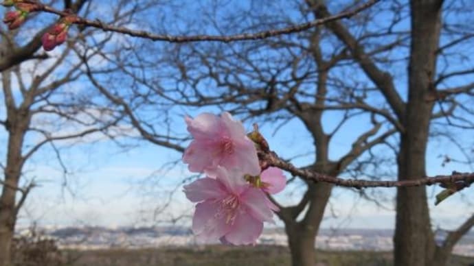 河津桜