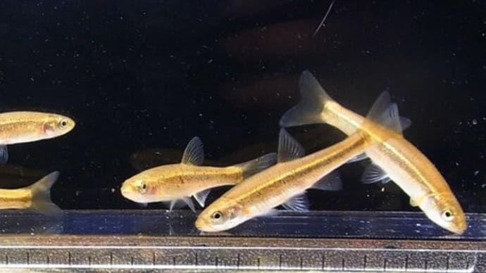 混在流域に至る!:B線上のアブラハヤ④