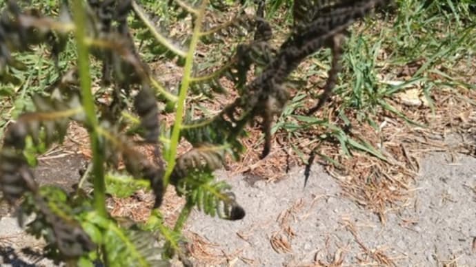 堤 未果 災害地震ショックドクトリン――危険な閣議決定はこっそりと