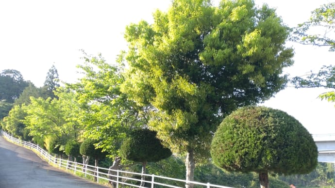 カイヅカイブキの刈り込み④