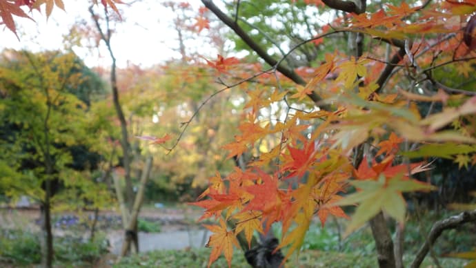 秩父宮記念公園