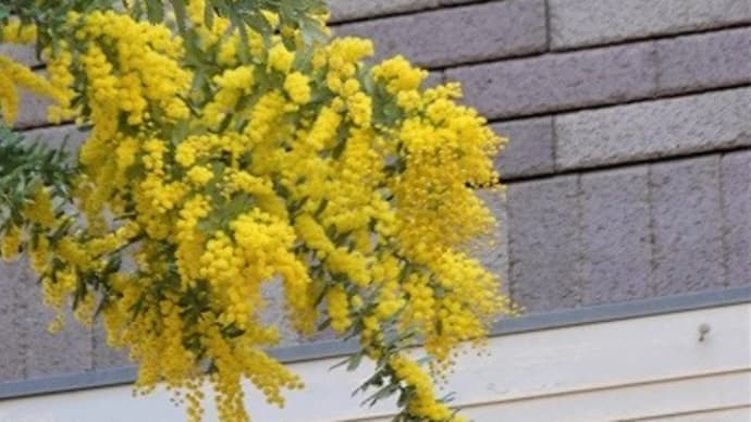 今日はひな祭り
