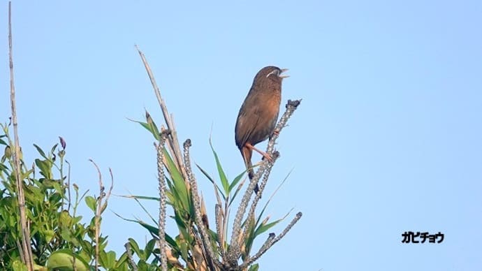 05/13探鳥記録写真-2:はまゆう公園の鳥たち(ガビチョウ、シジュウカラ、ホオジロ、ムクドリ、カワラヒワ、)