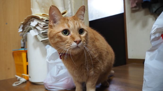 土州屋へ行くのだーヽ(´∀`ヽ)
