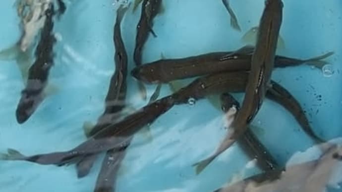 本流某所釣査!
