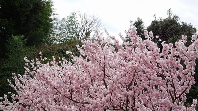 足柄桜 おかめ桜
