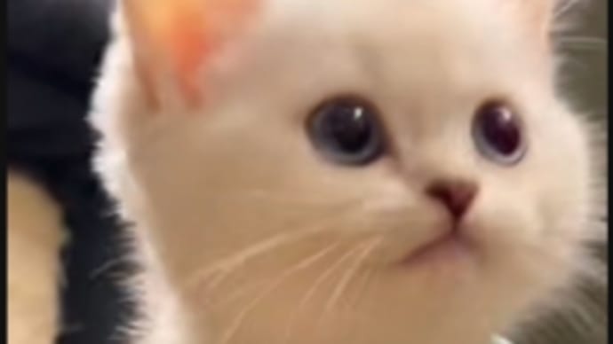 今日も一日お疲れさま🐱