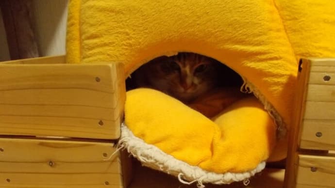 歯磨きの後は…。