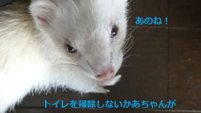 トイレ外しの名人(;´Д`)