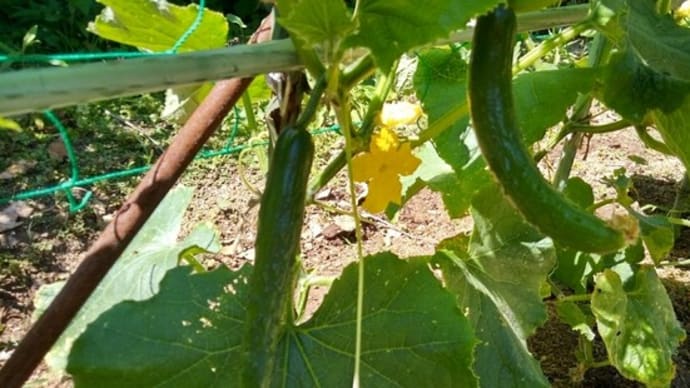 わが家の野菜 2024.6