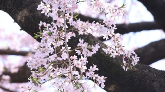 桜変化