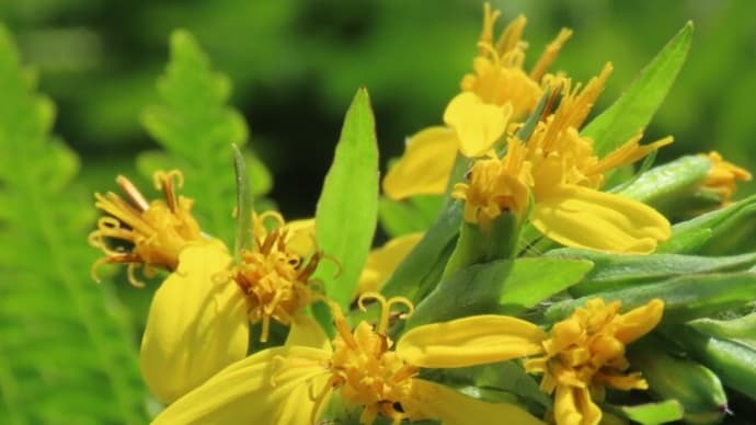 高ボッチ高原・鉢伏山で最近咲いている花 メタカラコウ(雌宝香)