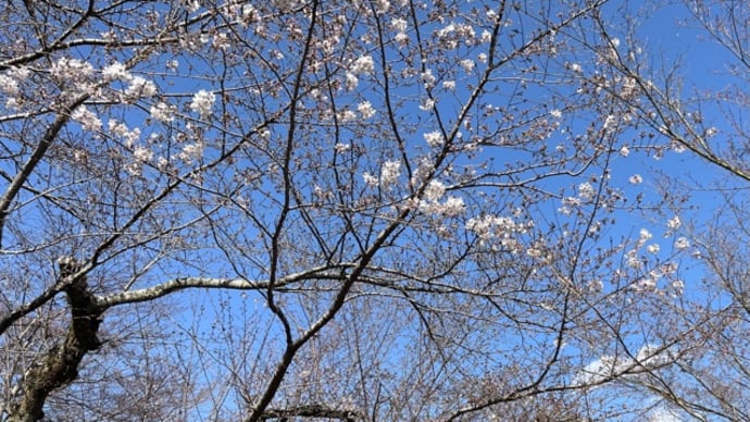 桜待ちの春ですね
