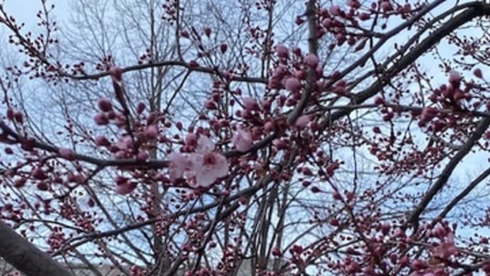 北海道の桜の開花予想は