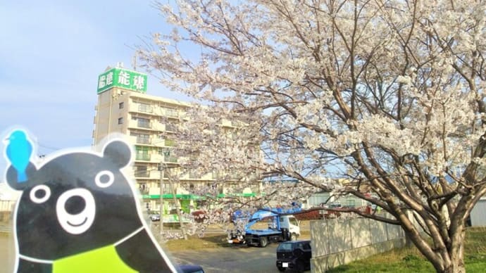 お店から見える桜が満開です🌸