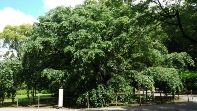 2025年 5月28日(水)の「六義園」(1)