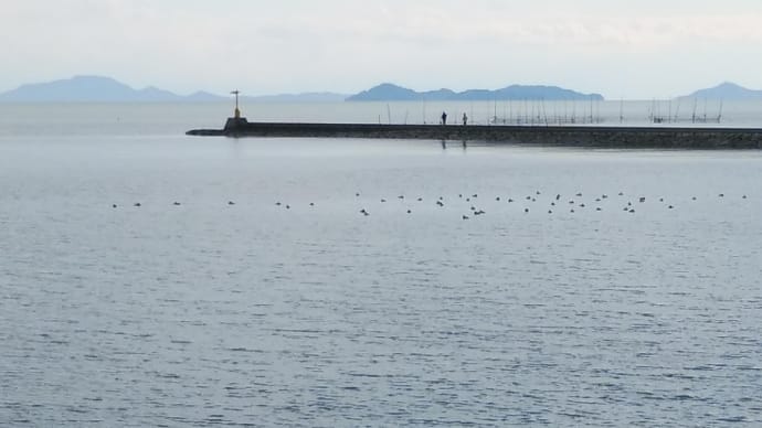 海鳥の羽を休める 沙美海岸の風裏にて