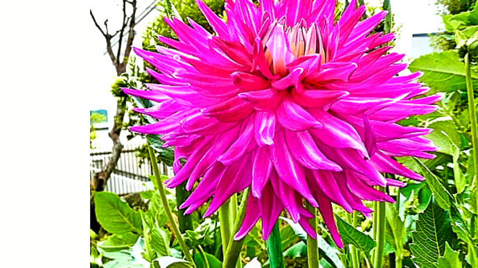 我が猫額庭園のダリア花壇で、中大輪「星夜」と「プレシャス」が競って咲いています