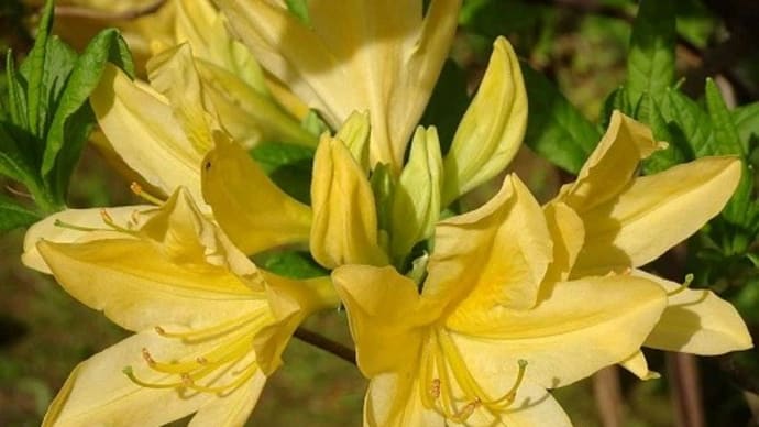 庭のツツジ(7) 「キレンゲツツジ」