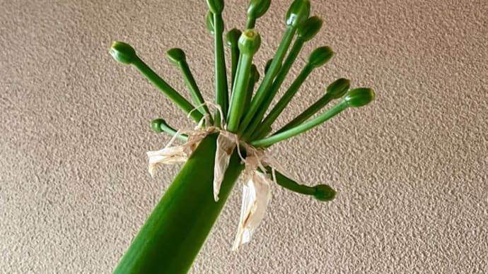 寒いのにタネまきしちゃった