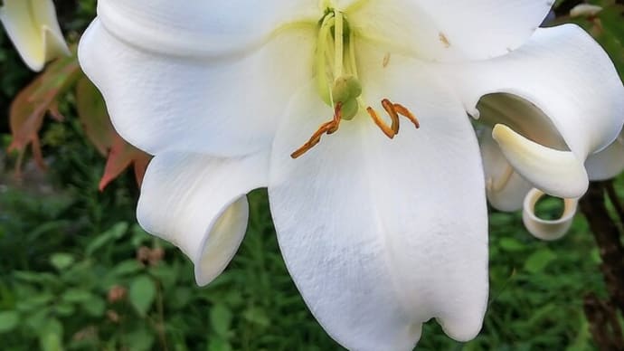 立秋過ぎ、草木の手入れに復帰