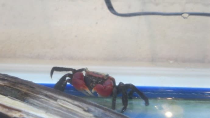 アカテガニ