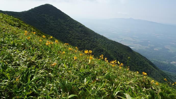 ニセコアンヌプリ「エゾカンゾウ」花見山歩③2024年7月14日