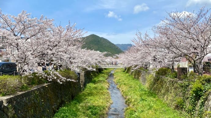 桜と小川のコントラスト