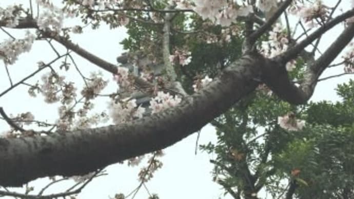 突然の別れ