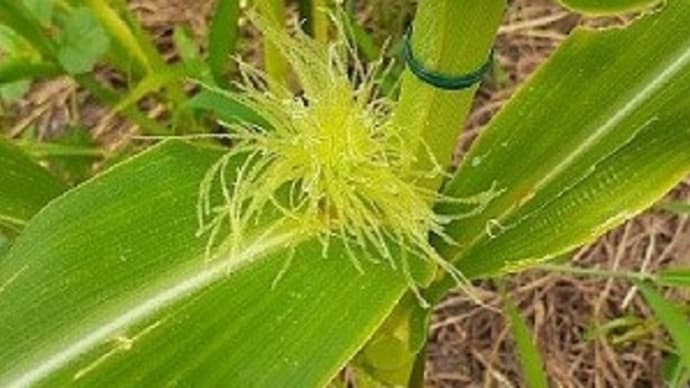 トウモロコシの雌花とオクラとトマトとミントに花が咲いたとですぅ~!(^^)!