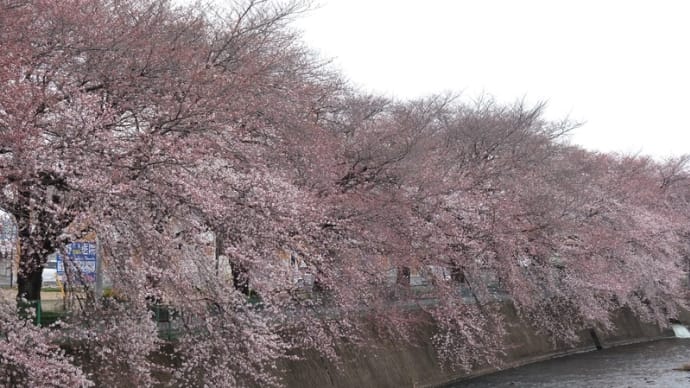 今見頃　もう一つの桜開花定点観測　２０２２.０３.３０朝