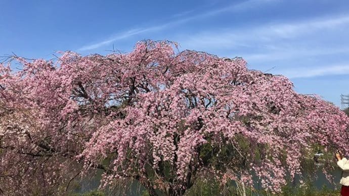 福島の三春滝桜の子どもが大きくなった~~@高松