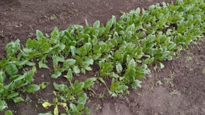 畑の野菜は?