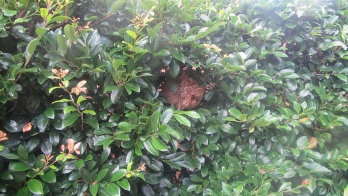 植木の剪定はスズメバチに要注意!