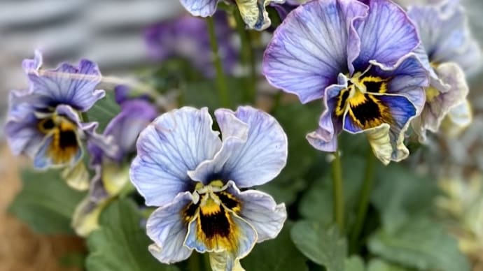 *ヌーヴェルヴァーグラピスラズリのバスケット寄せ植え*一番可愛い