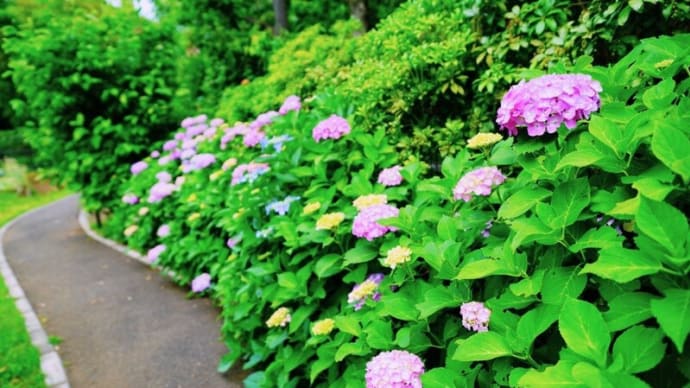 アジサイが続々開花 前編(板橋区立赤塚植物園 2025.6.8撮影)