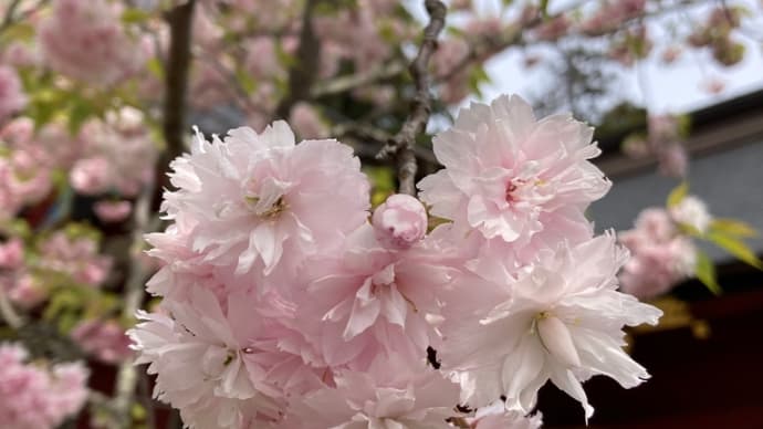 塩竈桜満開ナウ
