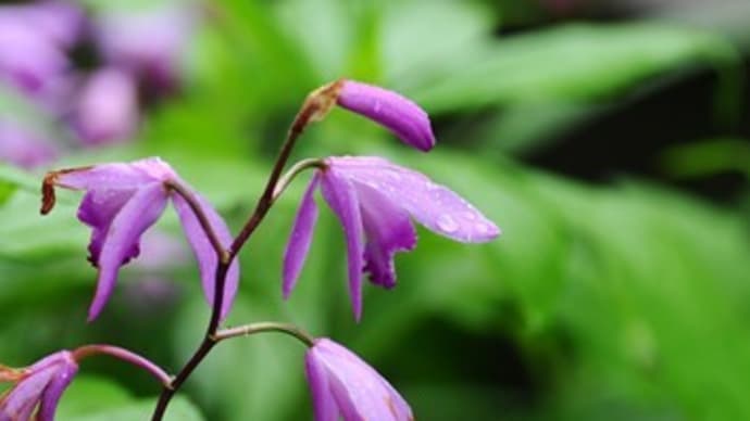 雨の週末：軒下かどの紫蘭