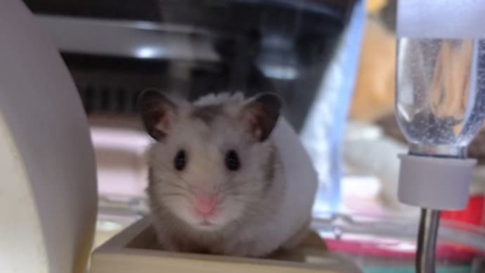 🐹 とっとこ やってきた 🥜