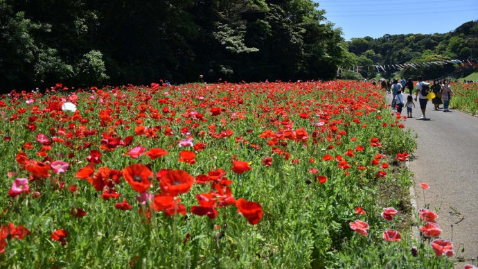 ポピー・ネモフィラ狩り 神奈川県横須賀市 くりはま花の国(1)混んでるぅ~