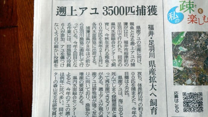 遡上鮎採捕、地元紙に記事として掲載