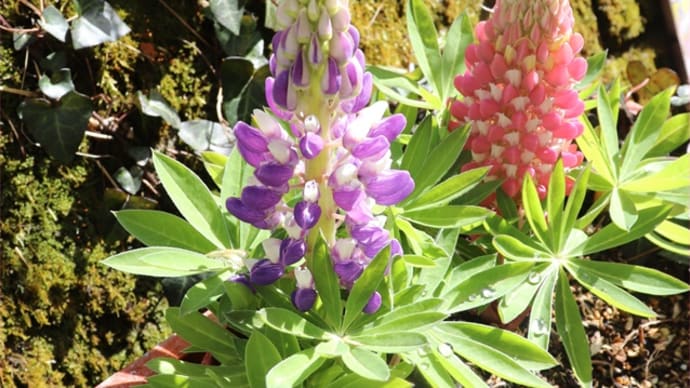 春苗の植え付け<トリフォニウムバニーズ*ルピナス*アークトチス>